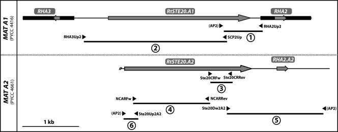 FIG. 1.