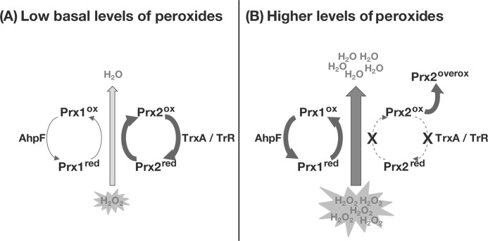 FIGURE 7.