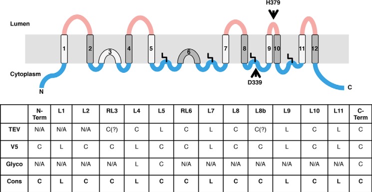 FIGURE 5.