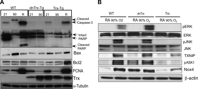 Fig. 9.