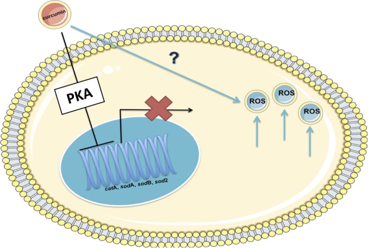 Fig 13