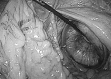 Fig. 5