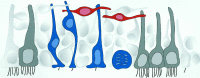 Fig. 12.