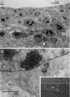 Fig. 8.
