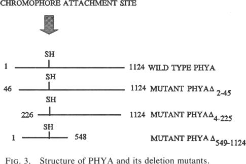 graphic file with name pnas01073-0029-b.jpg