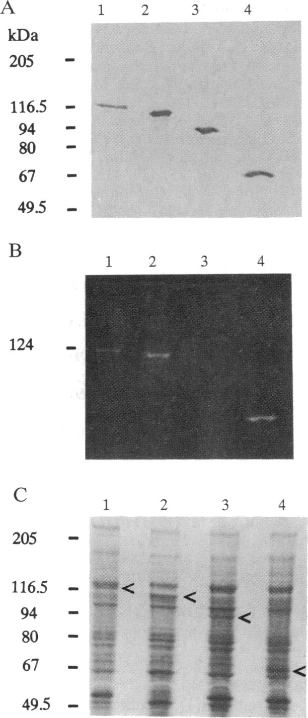 graphic file with name pnas01073-0030-a.jpg