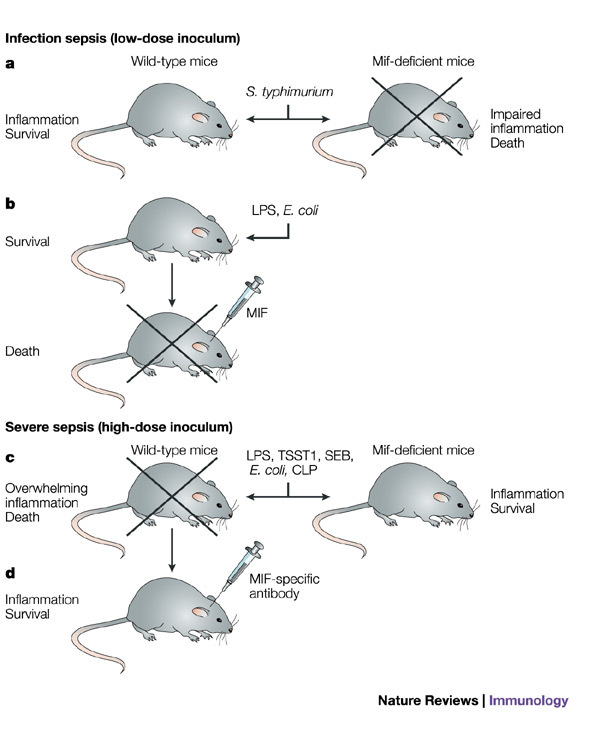 Box 1 | Role of MIF in experimental models of sepsis