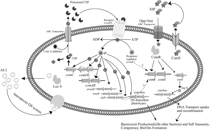 Fig. 1