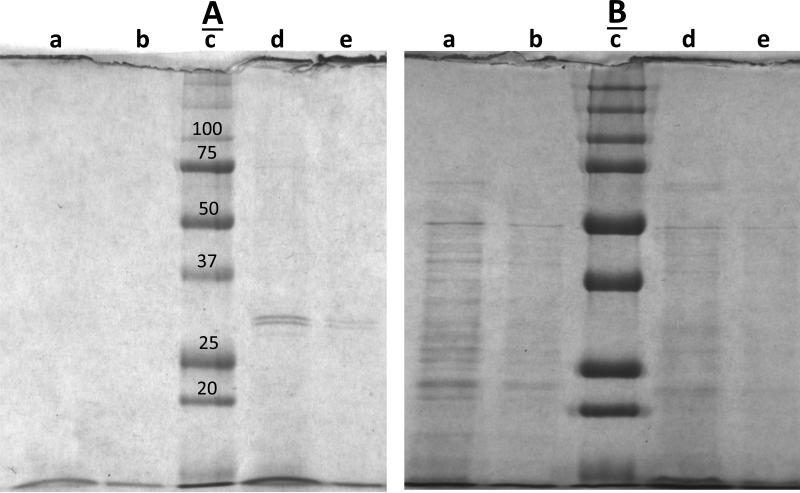 Fig. 6A,B