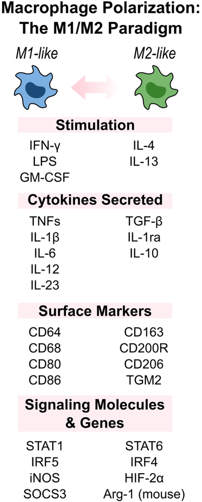 Figure 1B.