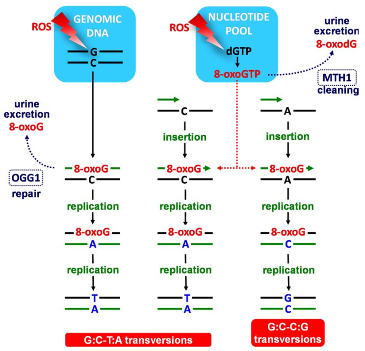 Scheme 2