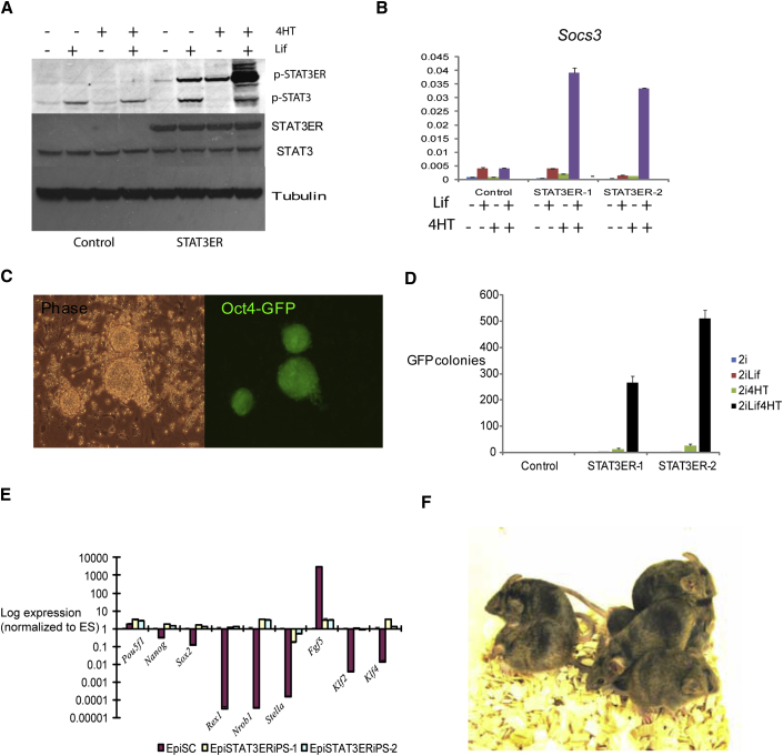 Figure 3