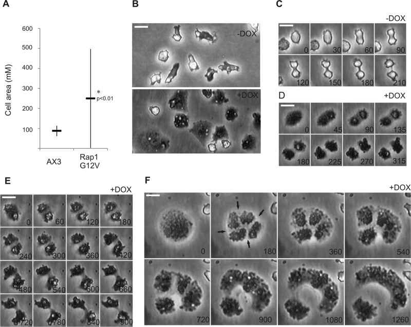 FIGURE 2: