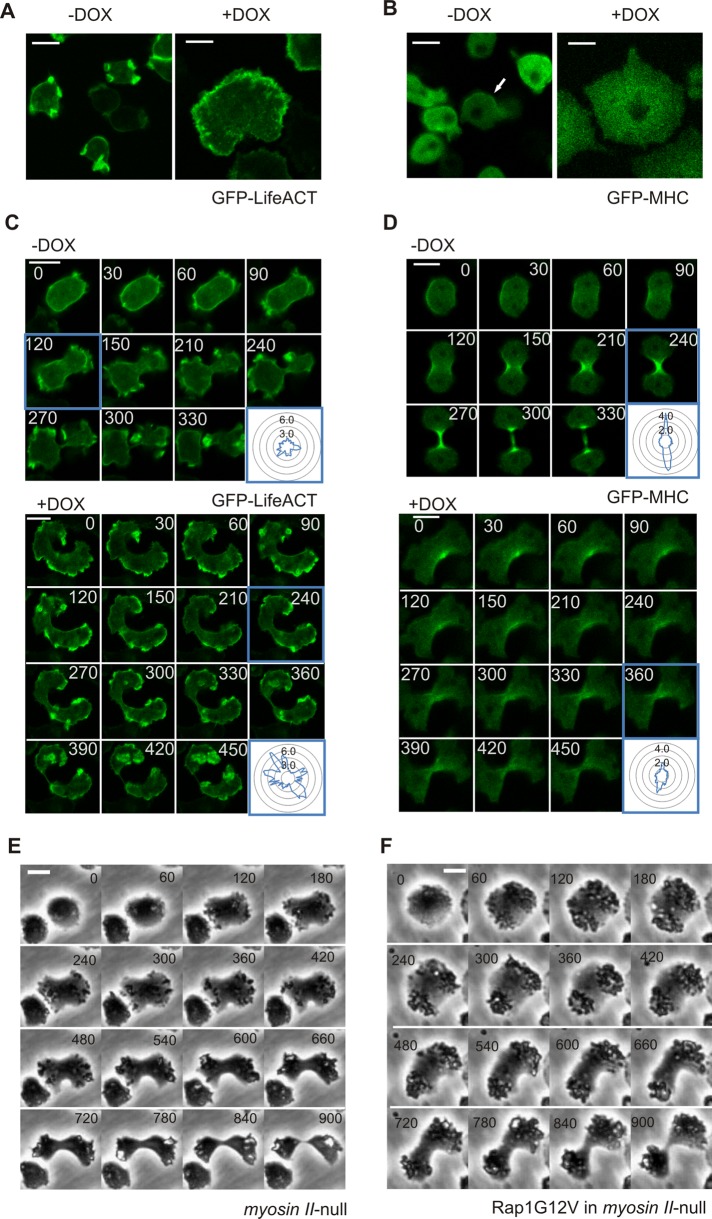 FIGURE 4: