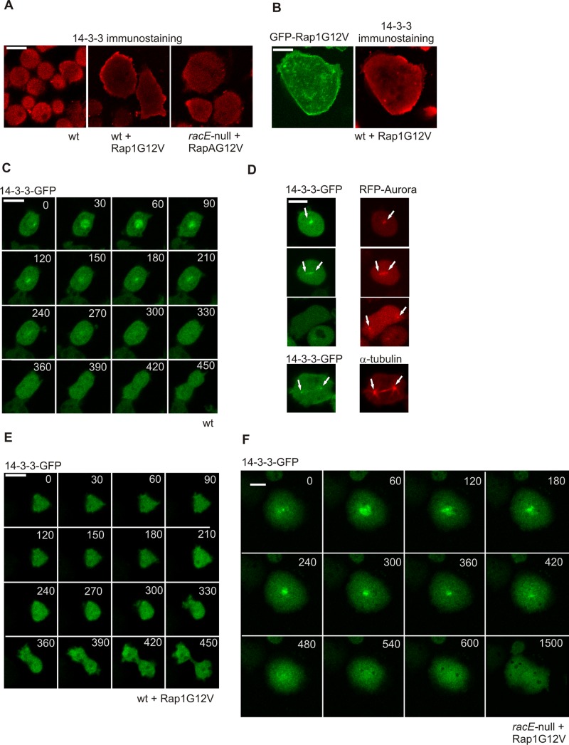 FIGURE 5: