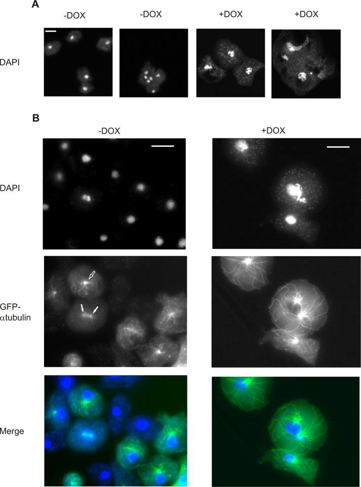 FIGURE 3: