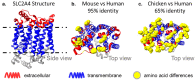 A 3-panel figure showing the similarities and differences in amino acid identity of human versus mouse, and human versus chicken SLC2A4 depicted using ribbon diagrams. Panel A shows a side view of the protein target illustrating its small extracellular loops. Panels B and C show the top view of the protein highlighting amino acid differences on the extracellular loops between the human protein versus mouse and chicken orthologs respectively.