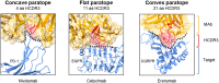 A 3-panel figure illustrating the relationship between HCDR3 length and paratope shape of antibodies with concave, flat, and protruding paratopes. Each panel shows the interface between the protein target and the antibody molecule where the antibody is shown as a space-filling ribbon diagram, and the HCDR3 region is highlighted in red.