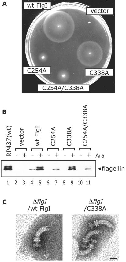 FIG. 1.