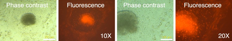 Figure 10