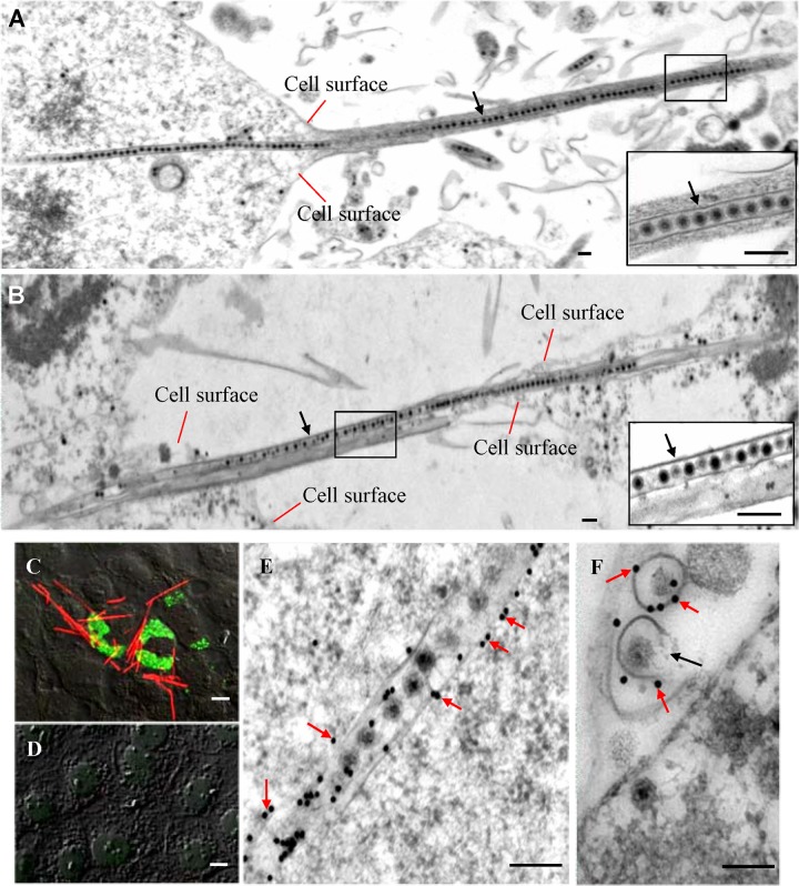 FIG 1