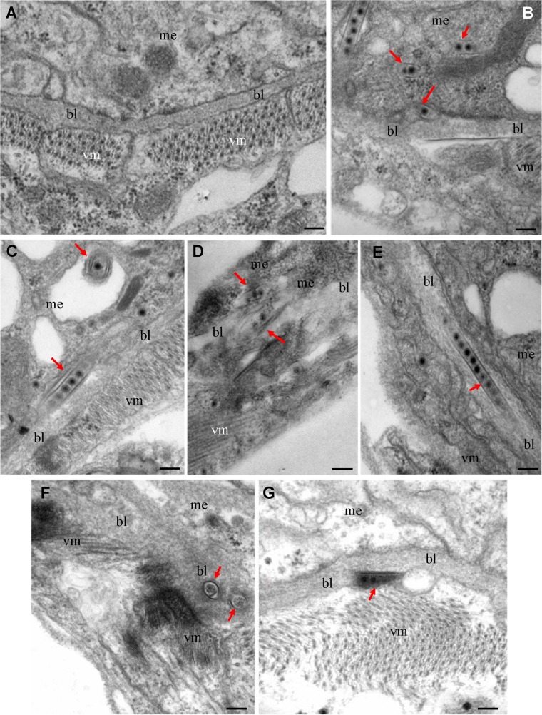 FIG 6