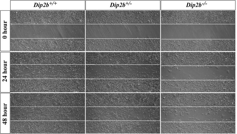 Fig. 7