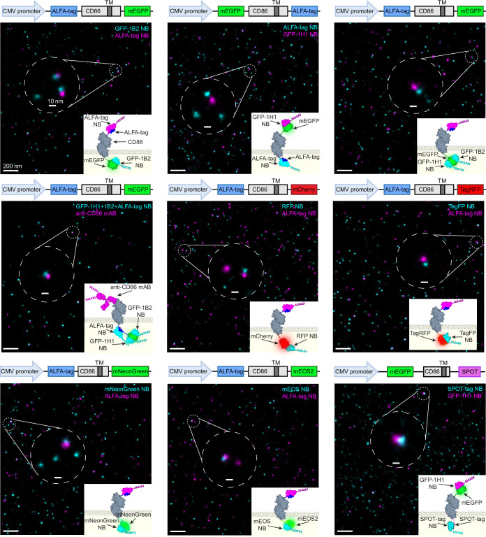 Extended Data Fig. 2