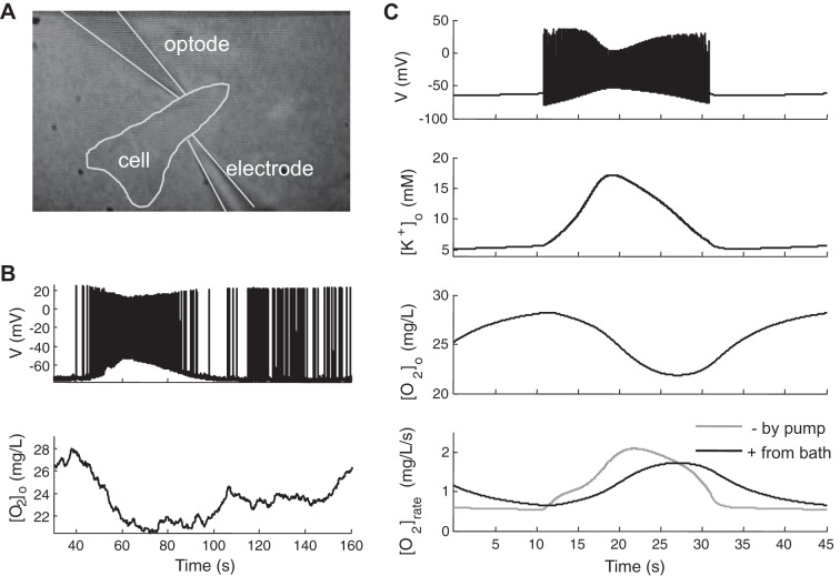 Fig. 2.