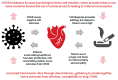 Direct and indirect interplays between tobacco use, CVD, and COVID-19