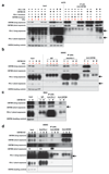 Extended data Figure 7