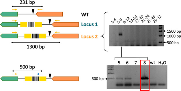 Figure 7