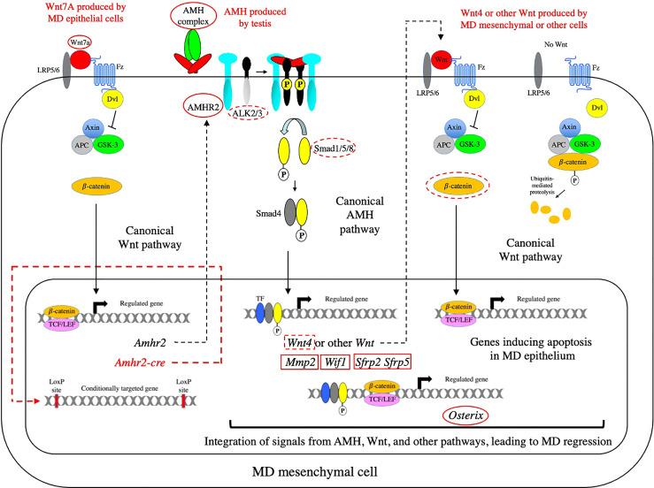 Figure 7