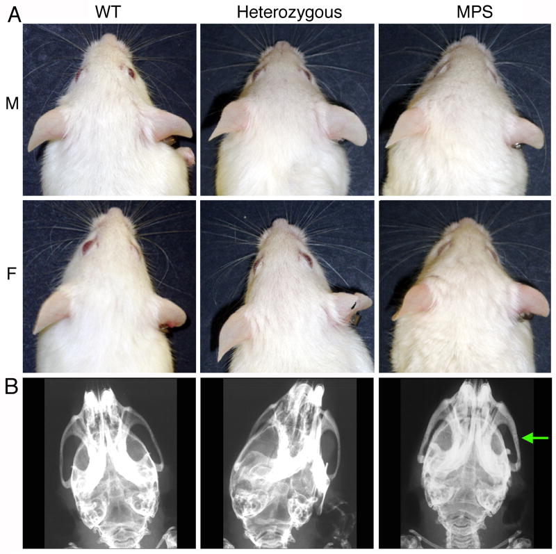 FIGURE 2