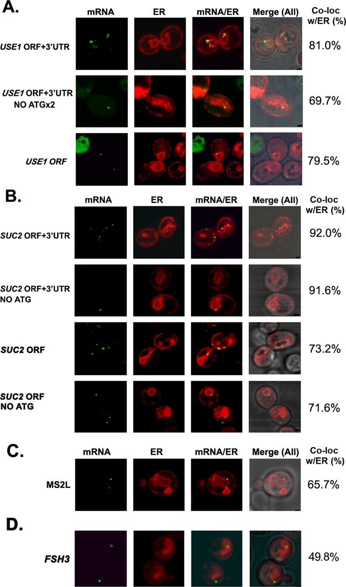 FIGURE 4: