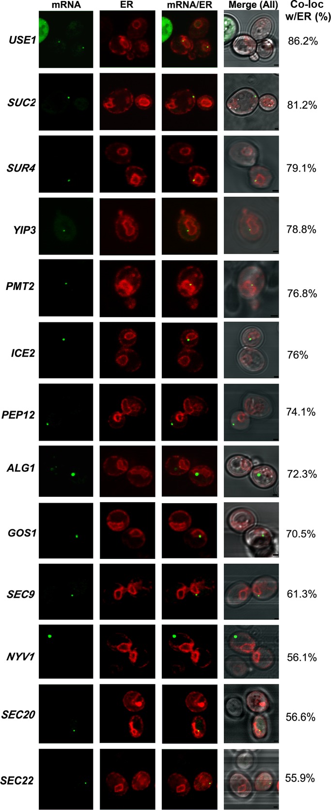 FIGURE 1: