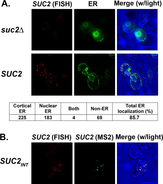 FIGURE 3: