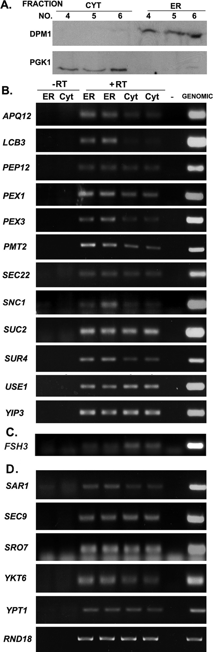 FIGURE 2: