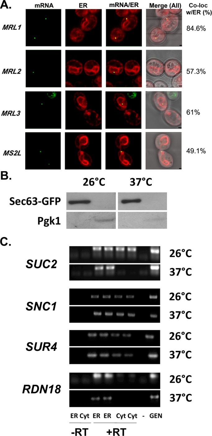 FIGURE 6: