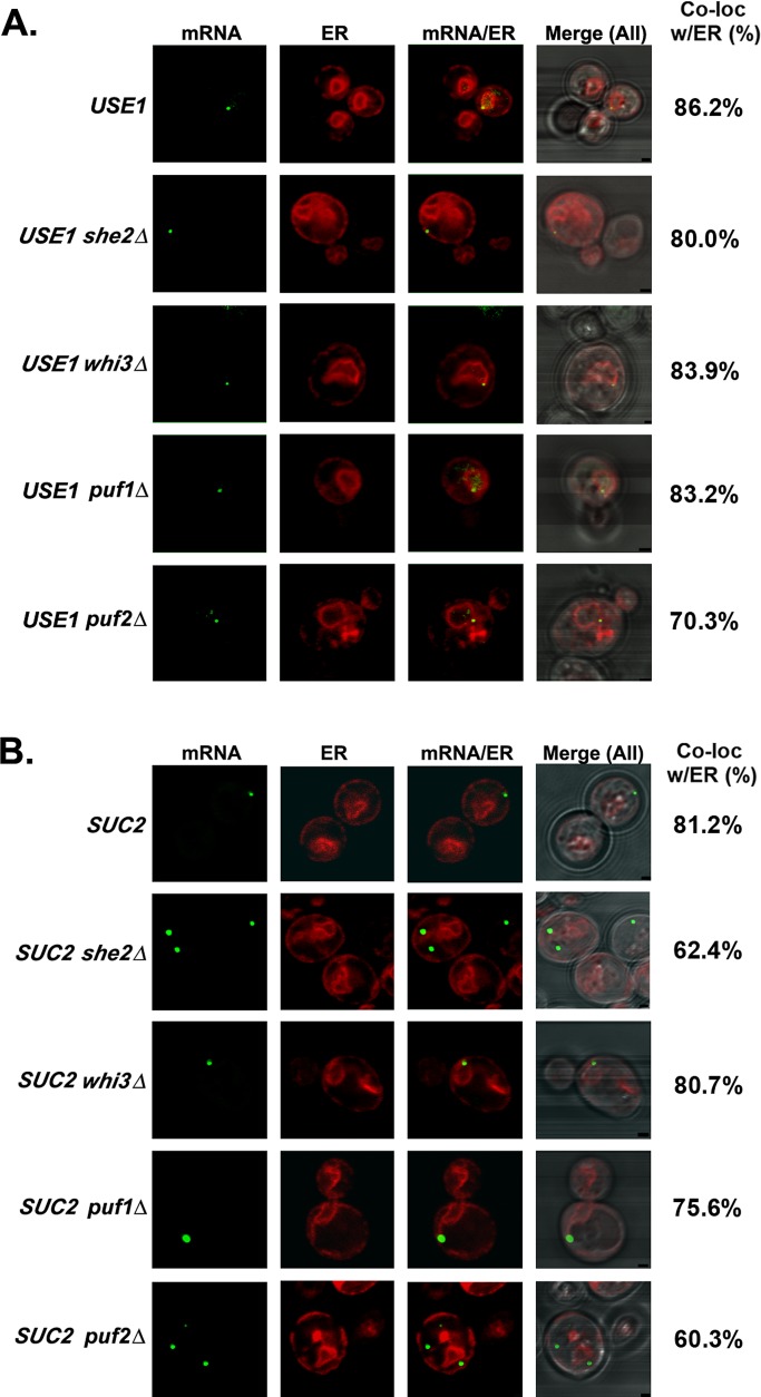 FIGURE 7: