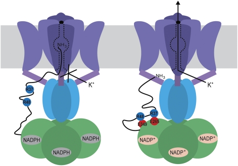 Fig. 6.