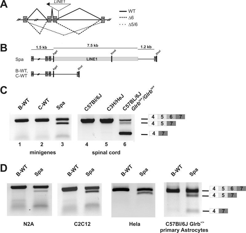 FIGURE 1.