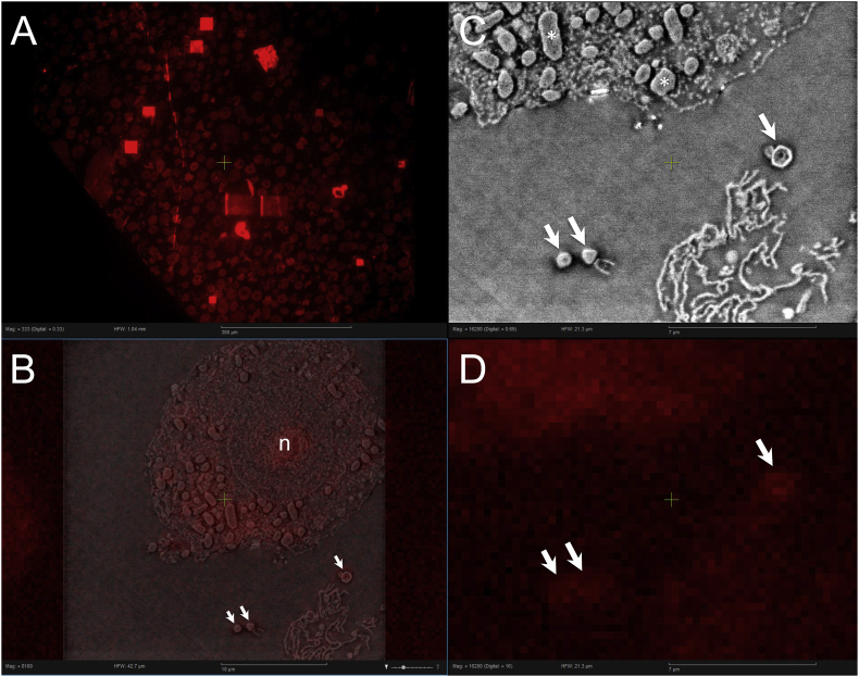 Fig. 3