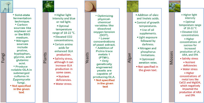 Comparison chart of methods to enhance gamma-linolenic acid (GLA) production across categories: fungi, plants, yeasts, algae, and mosses. Each category details specific techniques and conditions such as light intensity, nutrient sources, temperature, and genetic engineering. Red text highlights limitations or non-specified details. Each category includes relevant images representing the organisms.