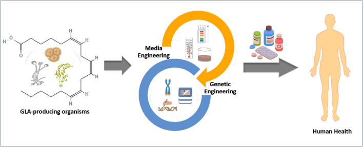 Diagram illustrating the process from GLA-producing organisms to human health. It involves media and genetic engineering. Starting with organisms, arrows lead to media and genetic engineering depictions, ending with medicine and a human silhouette.