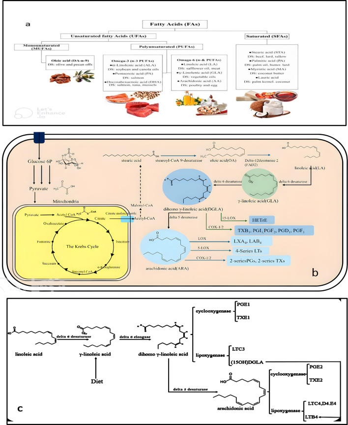 Diagram illustrating fatty acid classifications (a), metabolic pathways (b), and chemical structures (c). Fatty acids are categorized into unsaturated and saturated types. Metabolic pathways show the conversion processes in mitochondria. Chemical structures detail the transformation of linoleic acid through desaturation and elongation, leading to various byproducts.