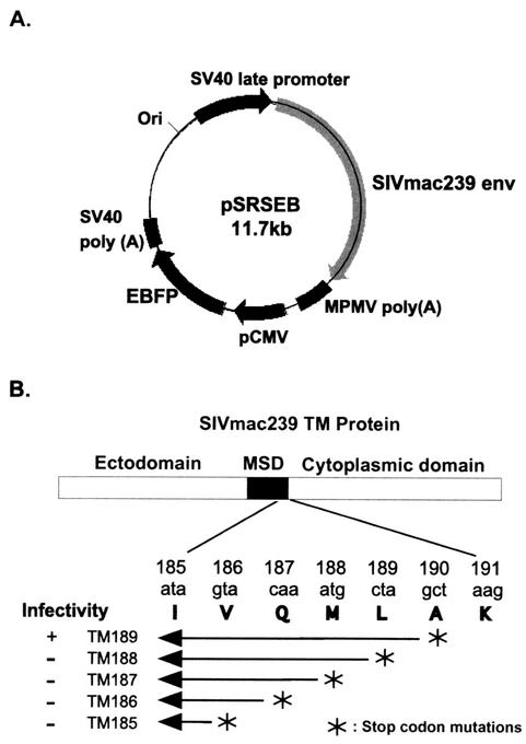 FIG. 1.