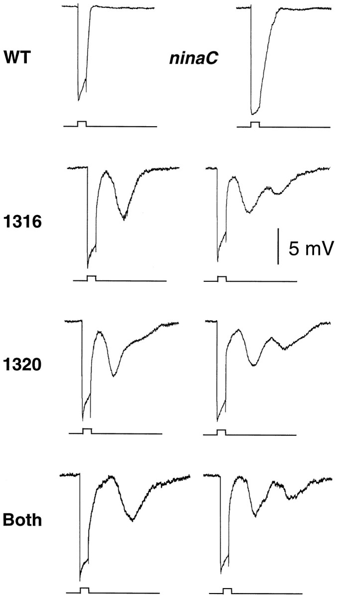 Fig. 5.