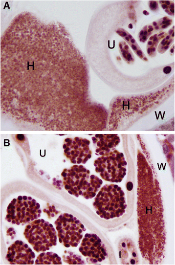 Fig. 11