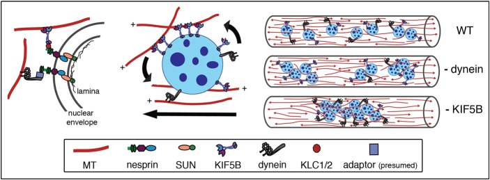 Fig. 7.